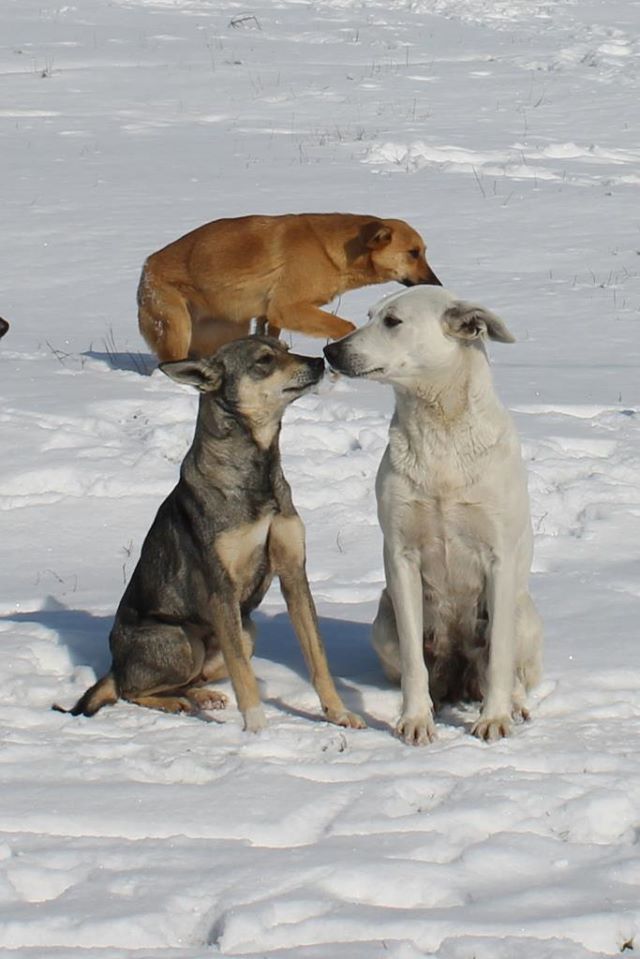 любовь собак